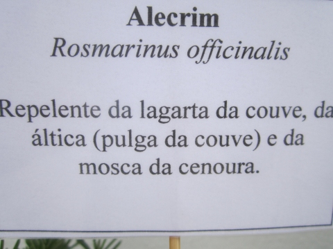 Placa de informação sobre o alecrim.